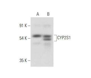 CYP2S1 Antibody (E-2) - Western Blotting - Image 318441 