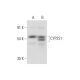 CYP2S1 Antibody (E-2) - Western Blotting - Image 318441 