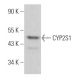 CYP2S1 Antibody (E-2) - Western Blotting - Image 367433