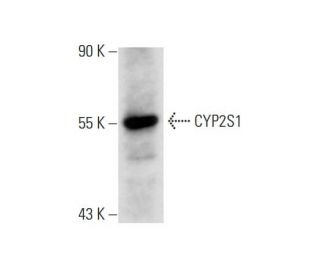 CYP2S1 Antibody (G-1) - Western Blotting - Image 145017 