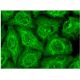 CYP2U1 Antibody (D-4) - Immunofluorescence - Image 314801