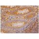 CYP2U1 Antibody (D-4) - Immunohistochemistry - Image 343934 