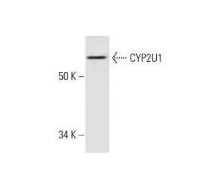 CYP2U1 Antibody (D-4) - Western Blotting - Image 294766 