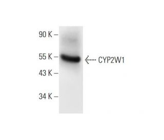 CYP2W1 Antibody (C-7) - Western Blotting - Image 294446 