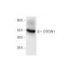 CYP2W1 Antibody (C-7) - Western Blotting - Image 294446 