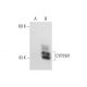 CYP2W1 Antibody (G-11) - Western Blotting - Image 132083 
