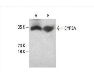 western blotting image from recommended CYP3A (B-3) monoclonal antibody replacement. Image 393563
