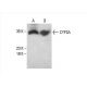 western blotting image from recommended CYP3A (B-3) monoclonal antibody replacement. Image 393563