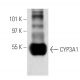 CYP3A1 Antibody (4i69) - Western Blotting - Image 17717