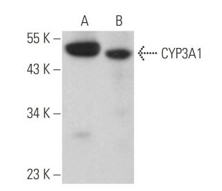 CYP3A1 Antibody (4i69) - Western Blotting - Image 379294 