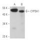CYP3A1 Antibody (4i69) - Western Blotting - Image 379294 