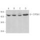 CYP3A1 Antibody (P6) - Western Blotting - Image 380824 