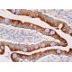 이 다클론 항체는 생산이 중단되었습니다. 권장 <a href="cyp3a4-antibody-hl3">CYP3A4 (HL3)</a> 단클론 항체(샘플 데이터 표시)를 참조하세요. immunohistochemistry image from recommended CYP3A4 (HL3) monoclonal antibody replacement. Image 370187