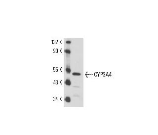 CYP3A4 Antibody (HL3) - Western Blotting - Image 17323