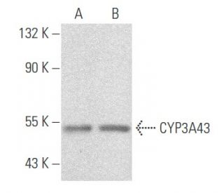 CYP3A43 Antibody (E-9) - Western Blotting - Image 355693