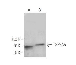 CYP3A5 Antibody (F18 P3 B6) - Western Blotting - Image 374817 