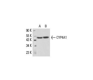 CYP4A1 Antibody (clo1) - Western Blotting - Image 16159 