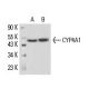 CYP4A1 Antibody (clo1) - Western Blotting - Image 16159 