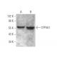 CYP4A1 Antibody (clo1) - Western Blotting - Image 370804 