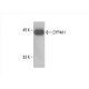 CYP4A1 Antibody (clo1) - Western Blotting - Image 394088