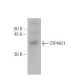 CYP4A11 Antibody (M25-P2A10) - Western Blotting - Image 47831
