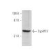 Cyp4f13 Antibody (G-5) - Western Blotting - Image 360050
