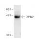CYP4V2 Antibody (M29-P3B10) - Western Blotting - Image 47832