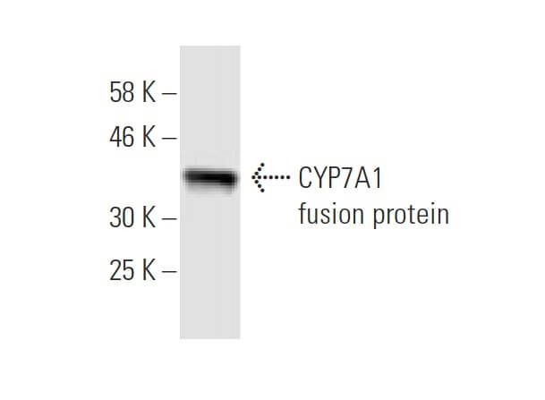 CYP7A1抗体 (8F1) | SCBT - Santa Cruz Biotechnology