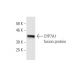 CYP7A1 Antibody (8F1) - Western Blotting - Image 348465