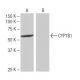 CYP7B1 Antibody (WW-H9) - Western Blotting - Image 64903