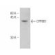 CYP8B1 Antibody (M15-P3B7) - Western Blotting - Image 47833