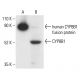 CYP8B1 Antibody (M15-P3B7) - Western Blotting - Image 401904 