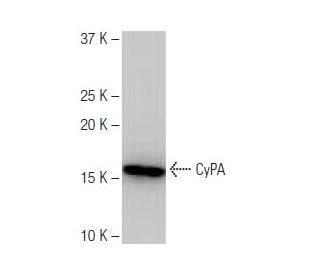 CyPA Antibody (6-YD13) - Western Blotting - Image 64904 