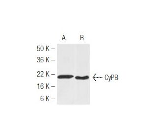 western blotting image from recommended CyPB (k2E2) monoclonal antibody replacement. Image 47892
