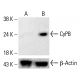 CyPB Antibody (k2E2) - Western Blotting - Image 412794