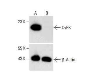 CyPB HDR Plasmid (h): sc-401888-HDR. Western blot analysis of CyPB... 
