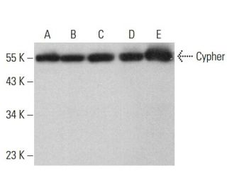 Cypher Antibody (E-8) - Western Blotting - Image 376730 