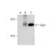 Cypin Antibody (D-7) - Western Blotting - Image 297619 