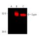 Cypin Antibody (D-7) - Western Blotting - Image 402298