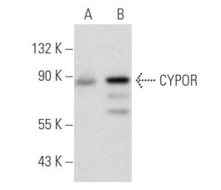 CYPOR Antibody (F-10) | SCBT - Santa Cruz Biotechnology
