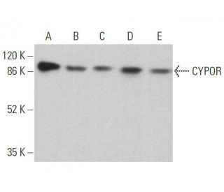 CYPOR Antibody (F-10) - Western Blotting - Image 359712 