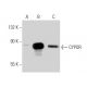 CYPOR Antibody (F-2) - Western Blotting - Image 30068