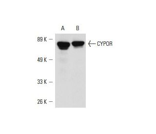 CYPOR Antibody (G-5) - Western Blotting - Image 3996 