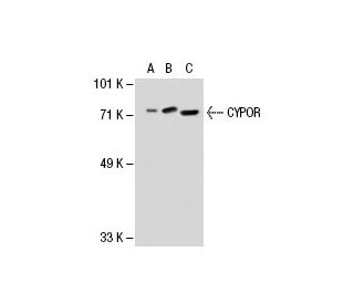 CYPOR Antibody (F-10) - Western Blotting - Image 30062 