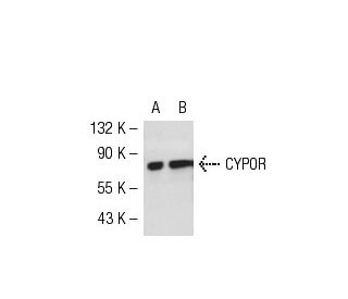 CYPOR Antibody (F-10) - Western Blotting - Image 50904