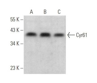 Cyr61/CCN1 Antibody (H-2) - Western Blotting - Image 375158 