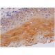 immunohistochemistry image from recommended Cyr61/CCN1 (A-10) monoclonal antibody replacement. Image 361366