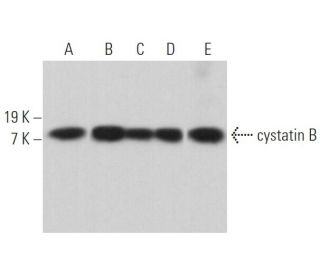 cystatin B Antibody (F-5) - Western Blotting - Image 364431 