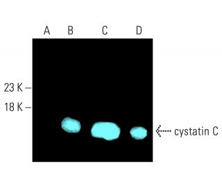 western blotting image from recommended cystatin C (A-10) monoclonal antibody replacement. Image 402066