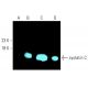 western blotting image from recommended cystatin C (A-10) monoclonal antibody replacement. Image 402066